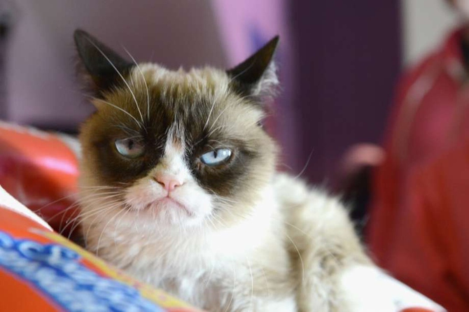 Grumpy Cat / Фото: forbes.com