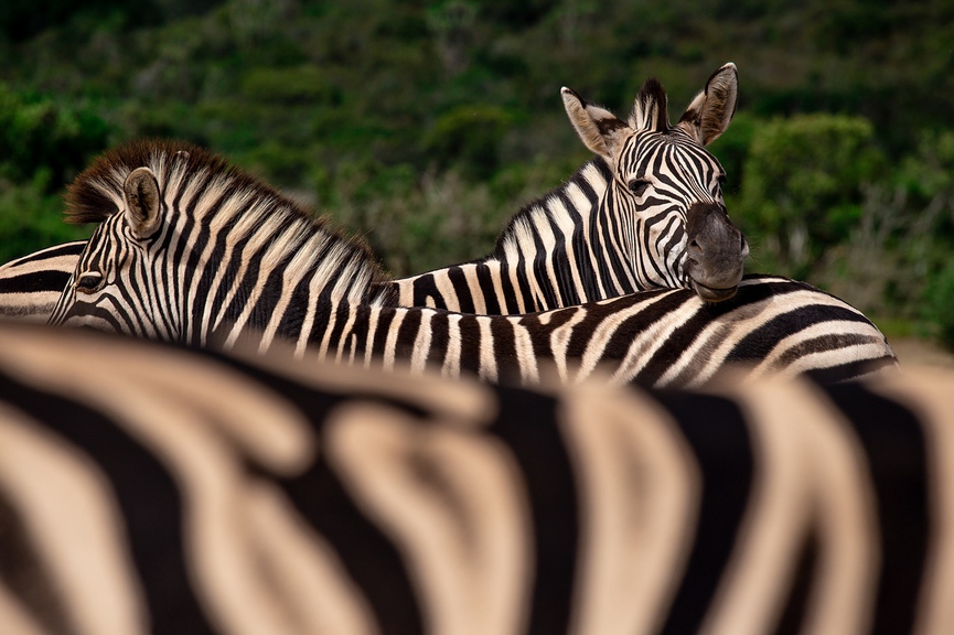 Фото: pixabay.com