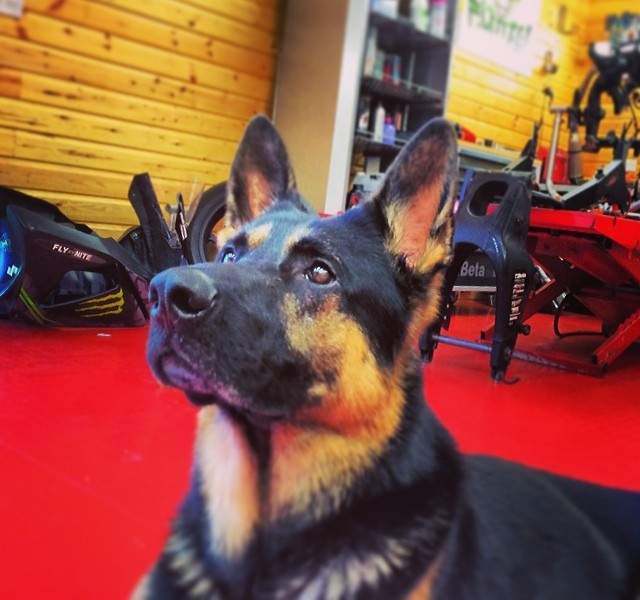 Кит Флинт очень любил собак ​Фото: Instagram 