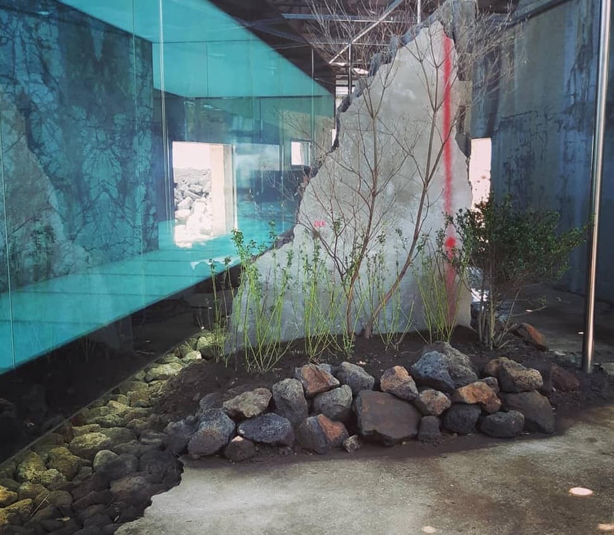 Природная инсталяция прямо внутри кафе​Фото: Instagram